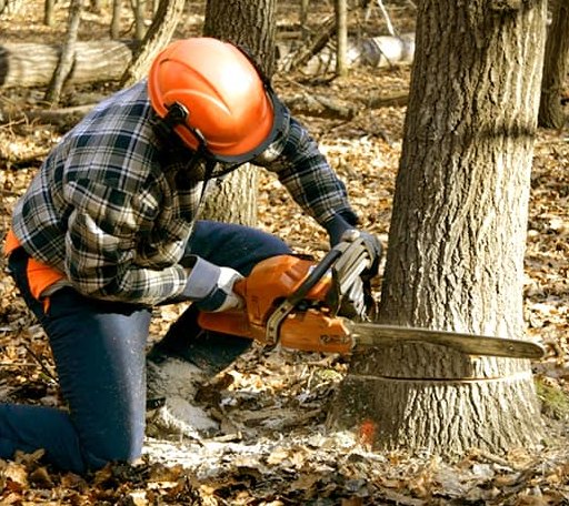 Tree Removal in Two Dot, MT